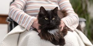 Animaux de compagnie autorisés en France