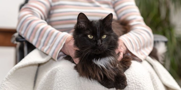 Animaux de compagnie autorisés en France